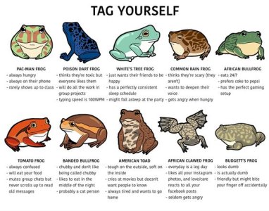 frog tags.jpg