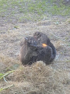 IMG_4597.JPEG
