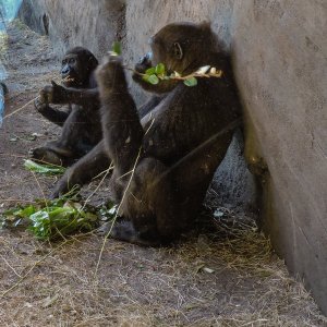 18 WDW-AK AF_PanExTrail apes 8620-2.jpg