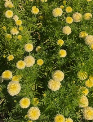 Day4_garden_3.jpg