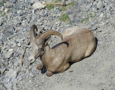 Day4_bighorn.jpg