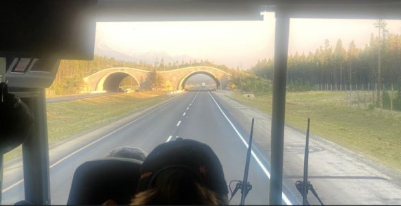 Day5_wildlife_bridge.jpg