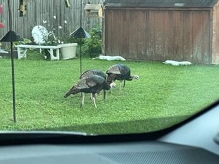 IMG_1790.jpeg IMG_1790.jpeg