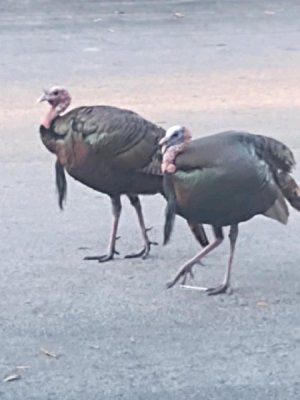 1694434170012.jpeg 1694434170012.jpeg