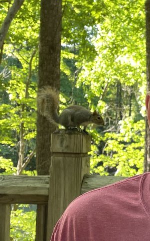 squirrel.JPG