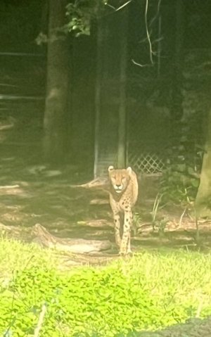 IMG_2078.jpeg