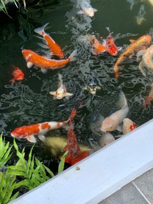 IMG_5245.jpeg
