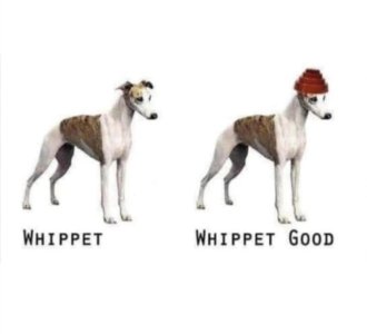 IMG_9885.jpeg