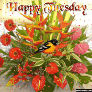 IMG_2481.gif