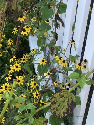 IMG_2682.jpeg
