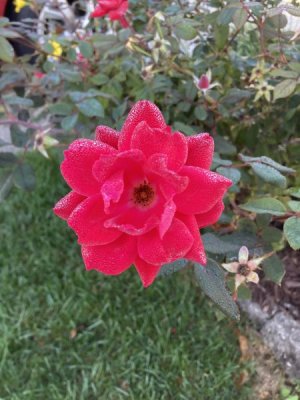 IMG_2680.jpeg