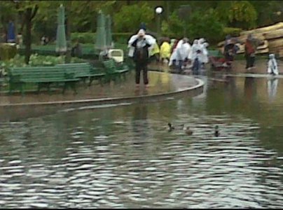 ducks dl hub.JPG