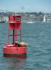 walrus.jpg