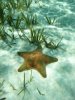 small star fish.jpg