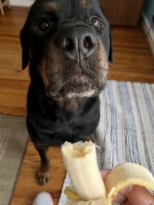please to give banana.jpg