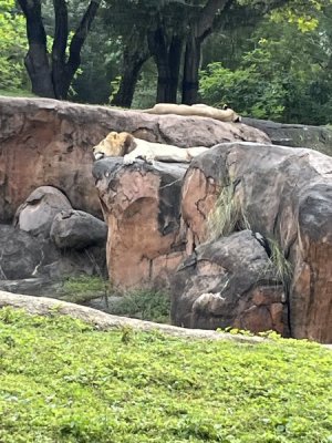 IMG_1521.jpeg
