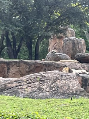IMG_1519.jpeg