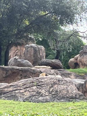 IMG_1518.jpeg