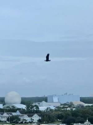 IMG_2155.jpeg