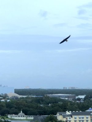 IMG_2154.jpeg