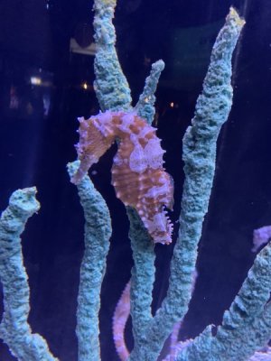 IMG_1837.jpeg