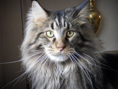 cats 285.JPG