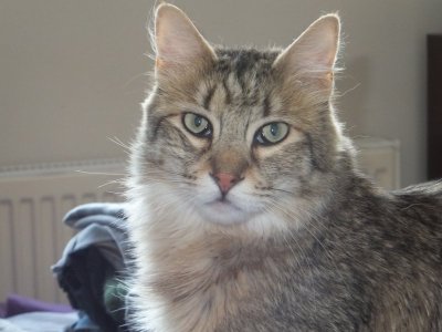 cats 290.jpg