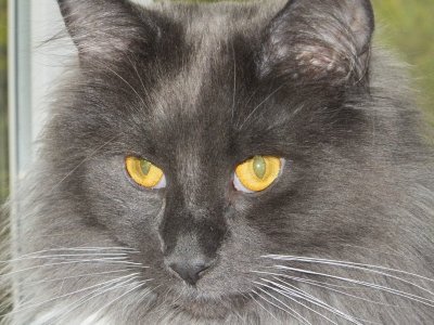 cats 288.jpg