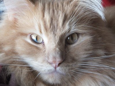 cats 293.JPG