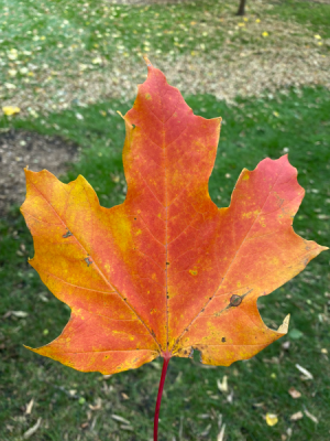 C0A13172-C658-4B1A-BBB6-798538B992B4.jpg