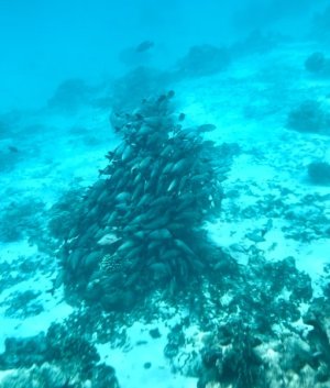 IMG-4333.JPG