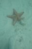 serenity bay starfish 2014 0339 P1040227 1500.jpg
