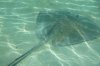 serenity bay sting ray 2014 26064 P1030809 1500.jpg