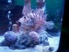 lionfish.jpg