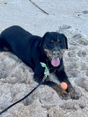 sandy face.jpg