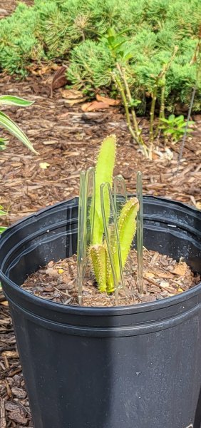 20230523_171543_resized.jpg 20230523_171543_resized.jpg