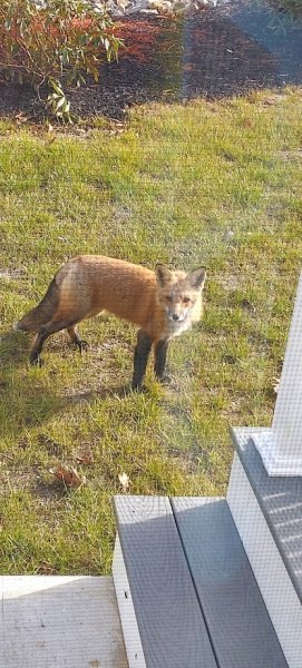 Fox Nov 23.jpg