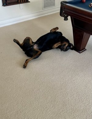 silly puppy.jpg