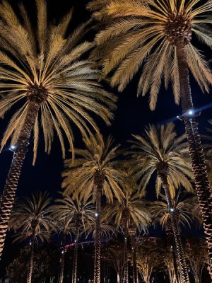 IMG_4398.jpeg