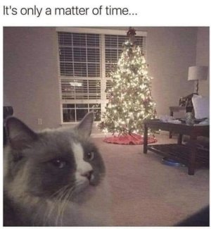 IMG_0356.jpeg
