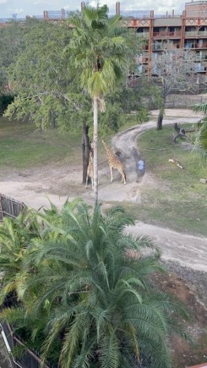 IMG_3354.jpeg