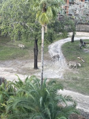 IMG_3293.jpeg
