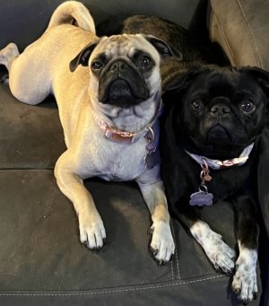 pugs.jpg