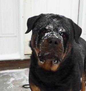Henry after snow surfing.jpg