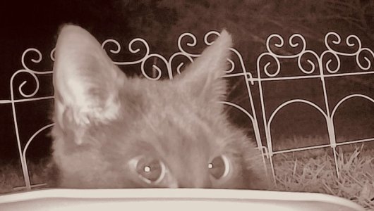 peekaboo kitty.jpg