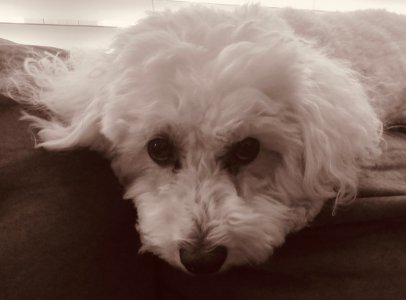 thoughful pooch.jpg