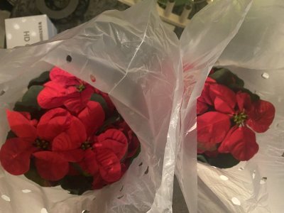 IMG_0376.jpeg