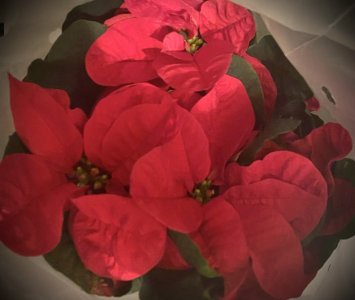 IMG_0377.jpeg