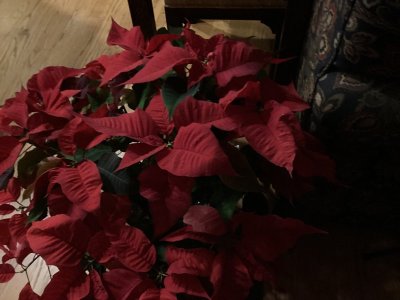 IMG_0084.jpeg