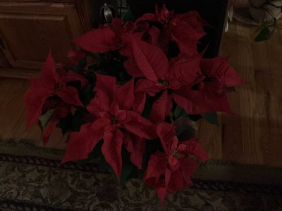 IMG_0083.jpeg